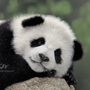 Meet your Posher, Felipe